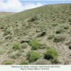 melitaea persea biotope2